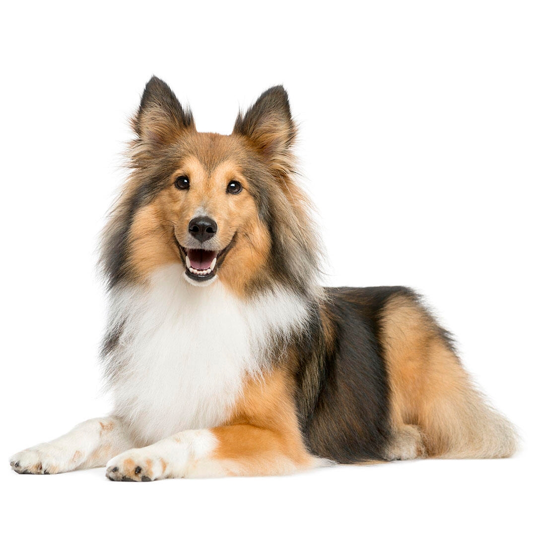 how long should you walk a sheltie