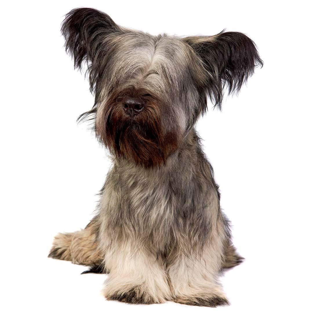 Skye Terrier Dog Breed