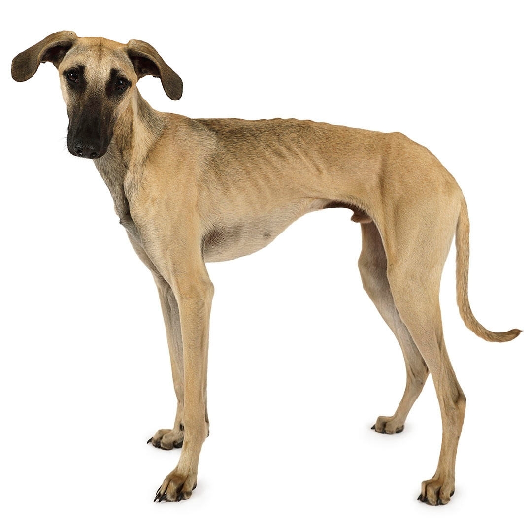 Sloughi Dog Breed