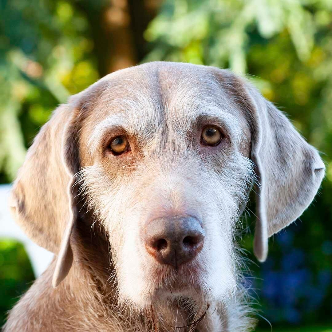 Rough haired hot sale pointer