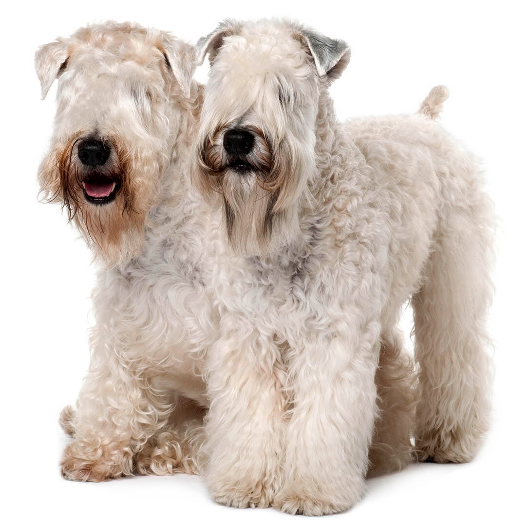 Wheaten fashion terrier and cats