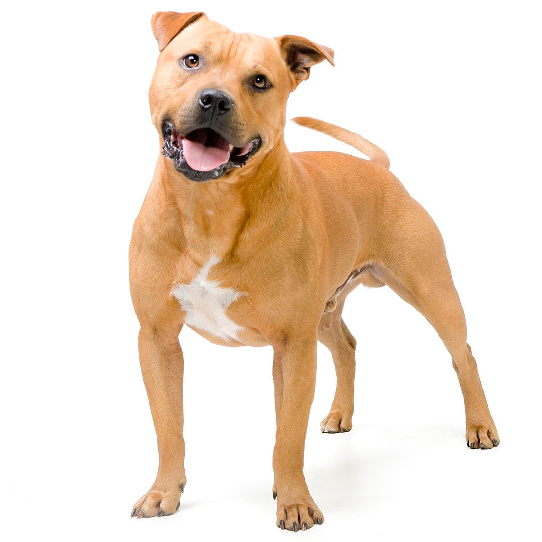 Staffordshire Bull Terrier Dog Breed Information | Purina