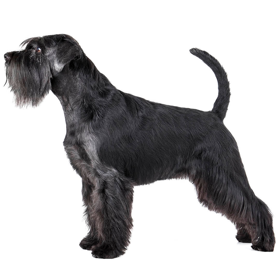 Standard 2024 schnauzer shedding