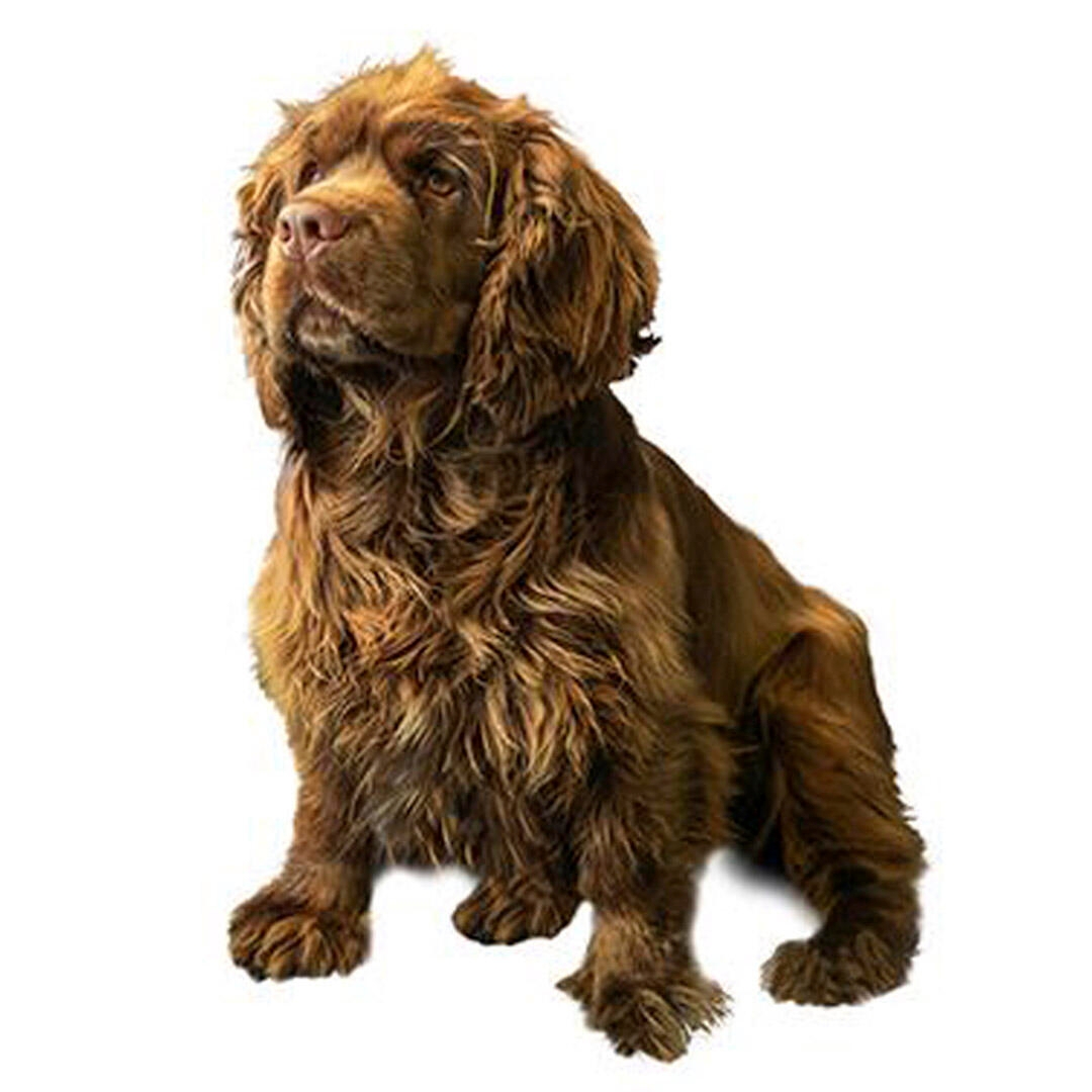 Rare hot sale spaniel breeds