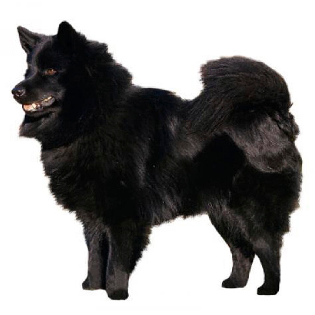 Swedish lapphund hot sale