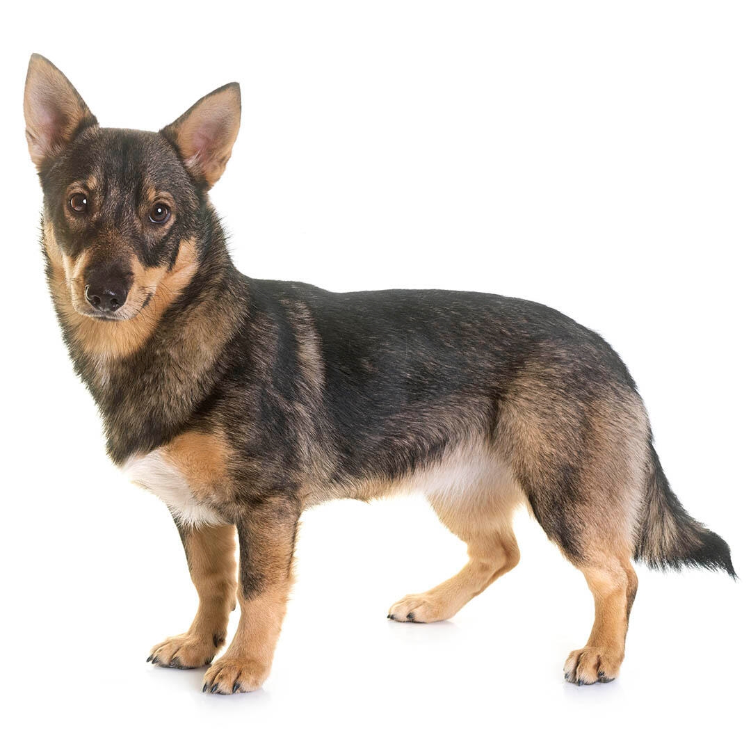 Swedish Vallhund Dog Breed Information | Purina