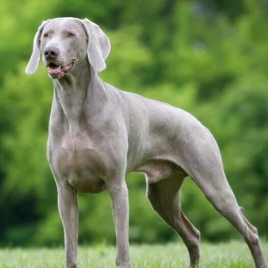 gray short haired dog