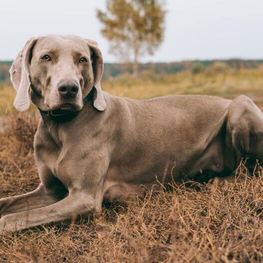 gray short haired dog