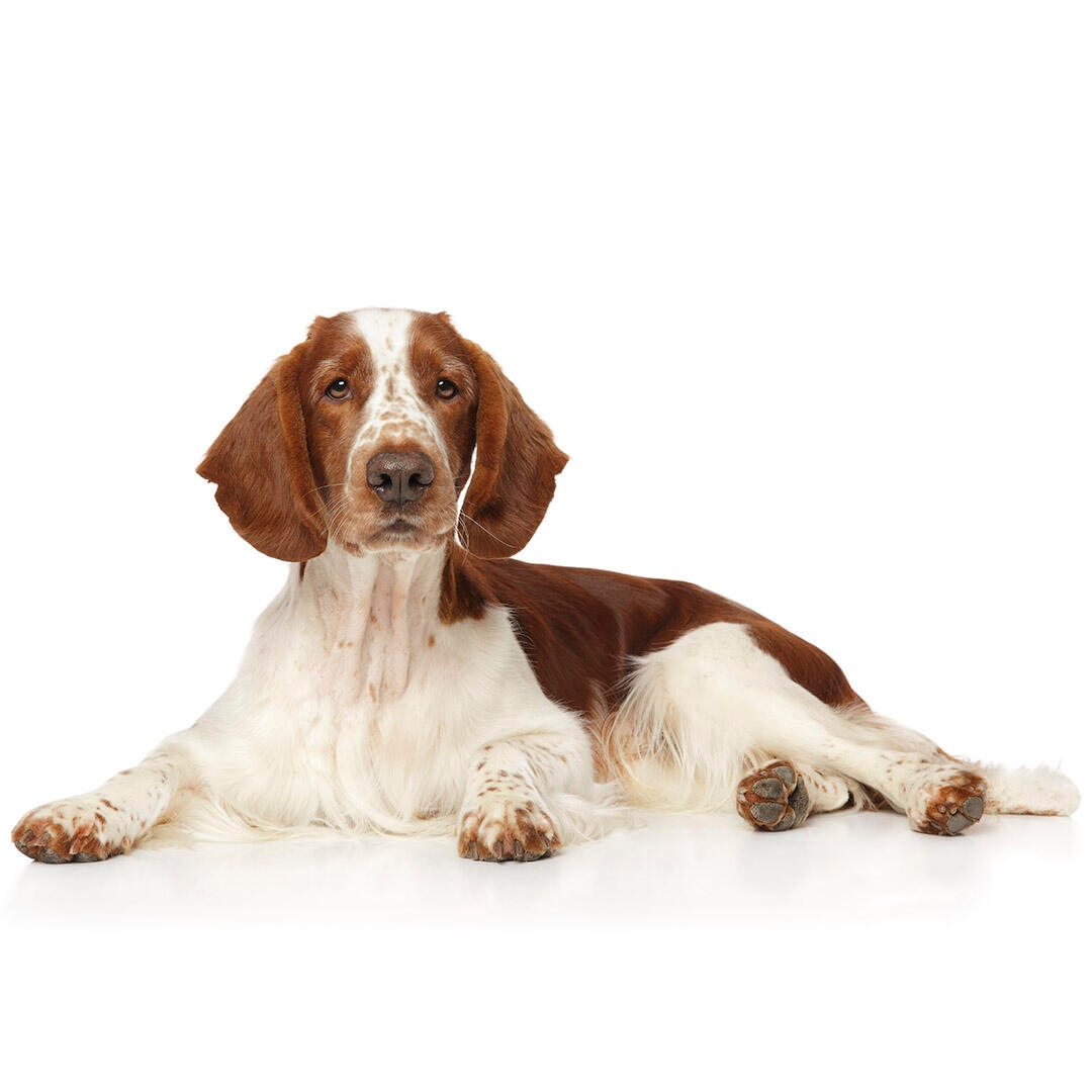 Welsh springer clearance spaniel shedding