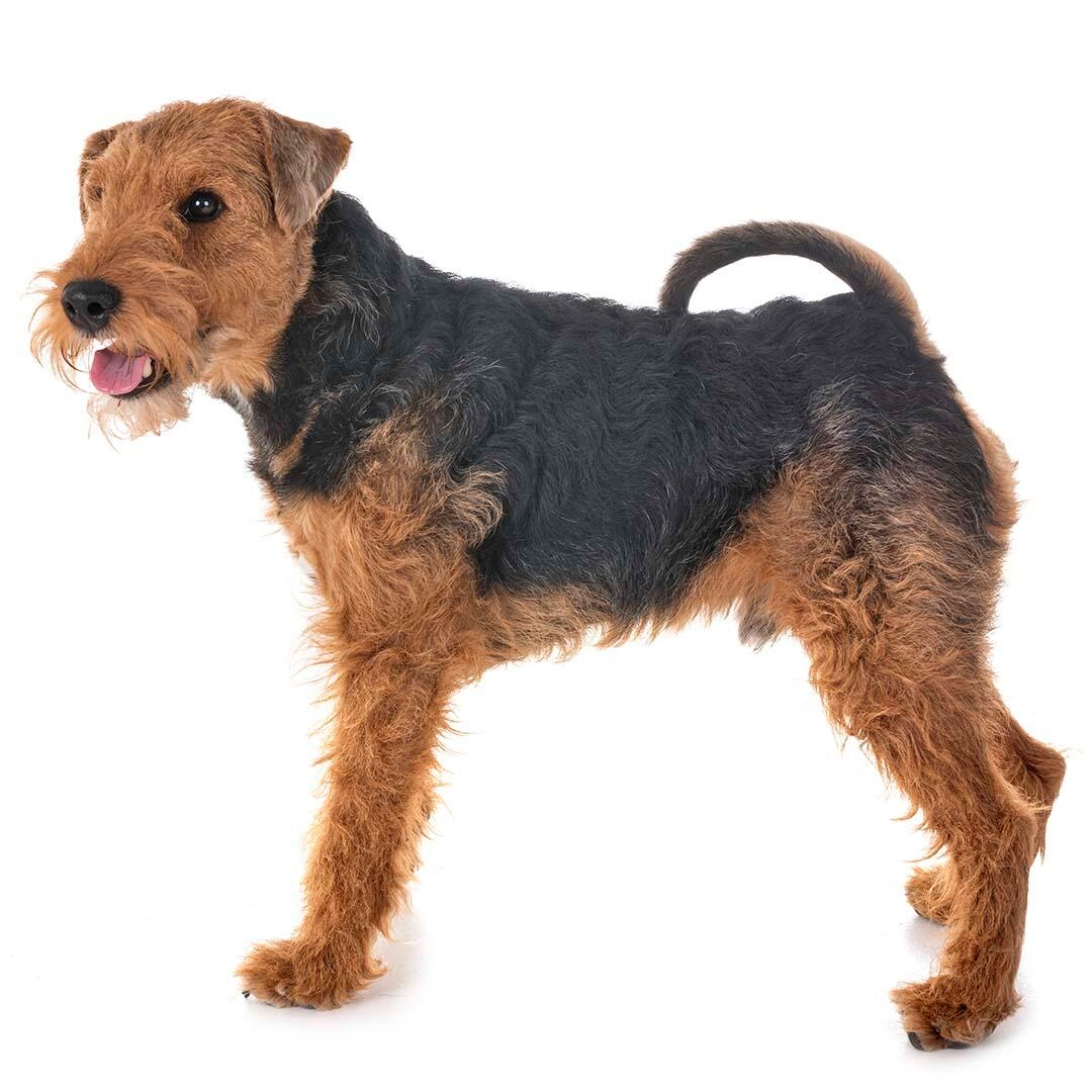 how much are welsh terrier puppies