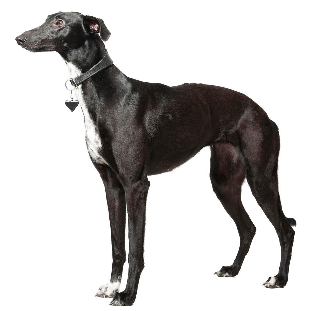 Whippet Dog Breed