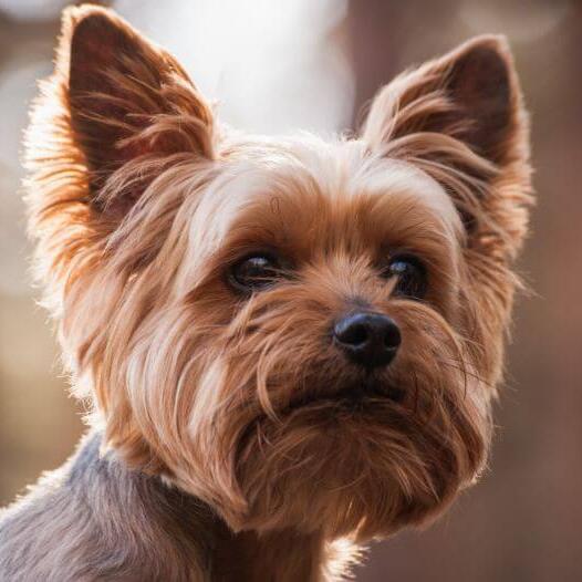 purina yorkie