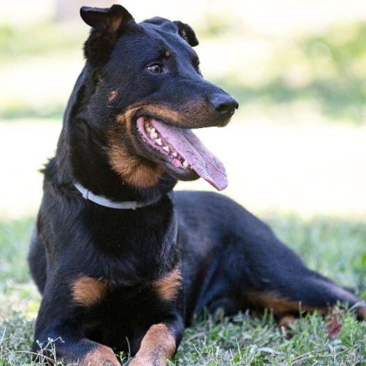 Beauceron dog best sale breed info