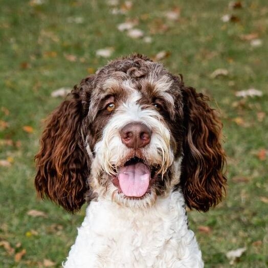 What is a store bernedoodle