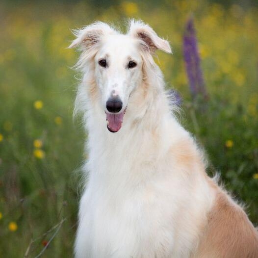 Borzoi dog deals