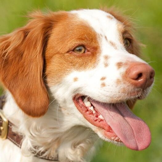 Breton spaniel hot sale dog