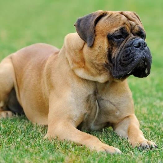 About store bullmastiff dog