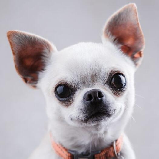 Chihuahua smooth coat