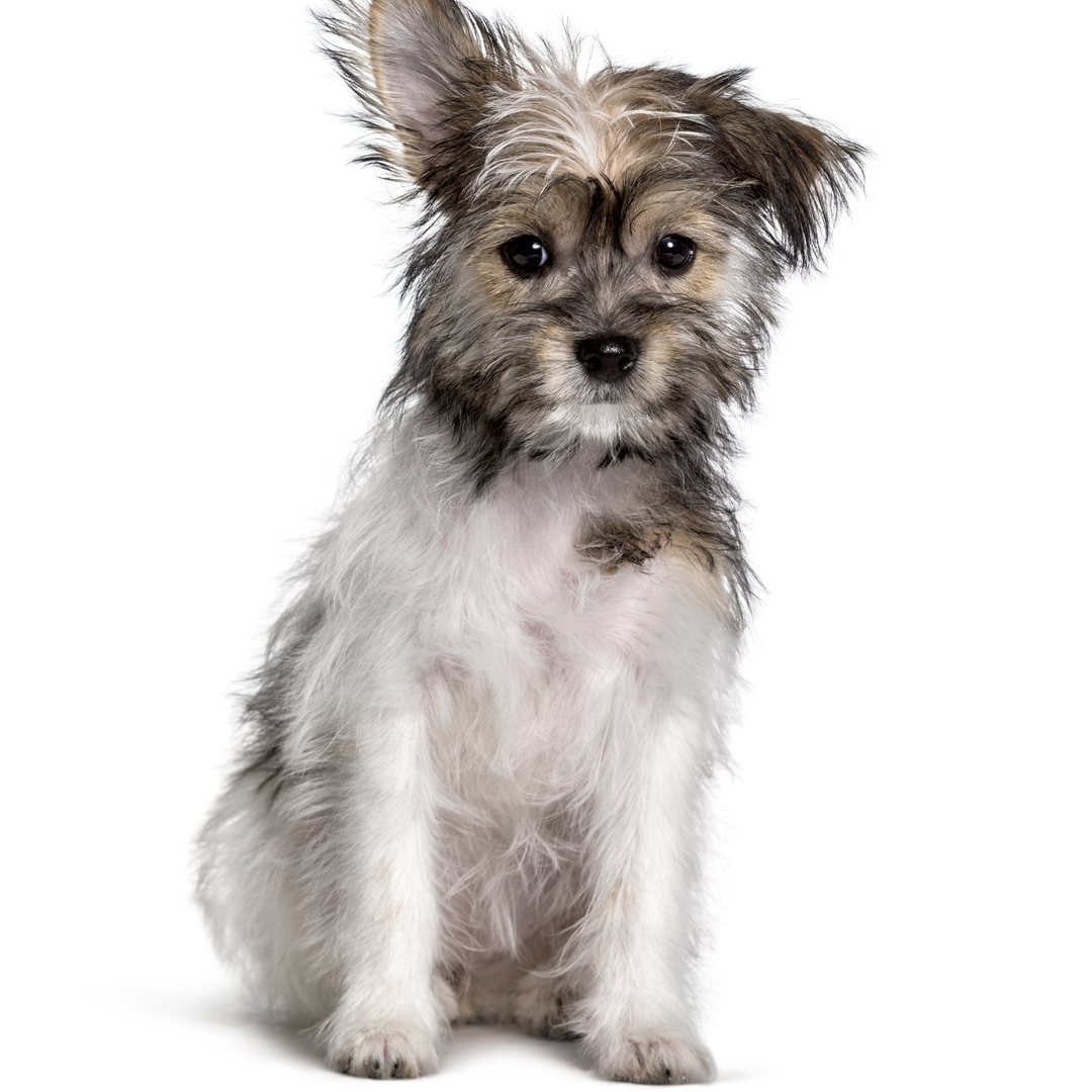 Chihuahua & hot sale yorkie mix