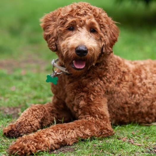 labradoodle mini for sale near me