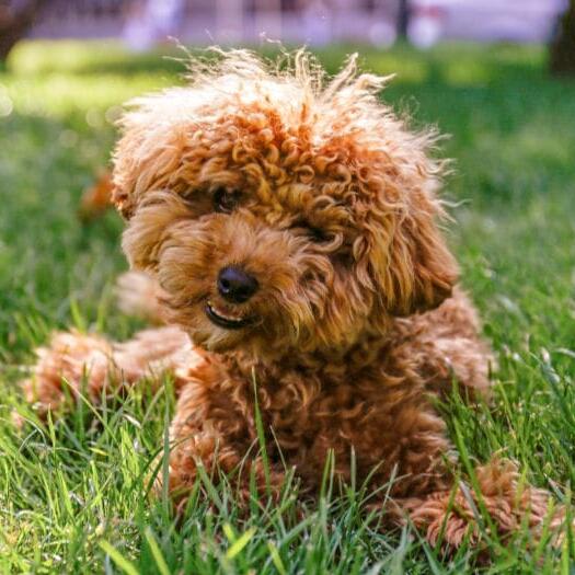 Red 2024 maltese poodle