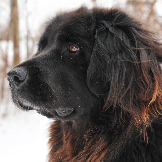 Newfoundland dog 2024 food cost