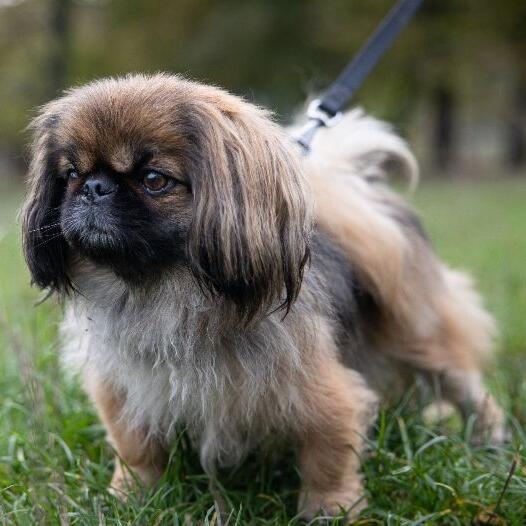 Black and clearance tan pekingese