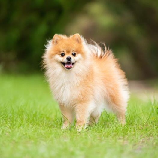 11 Dog Breeds That Look Like Pomeranians  PetHelpful