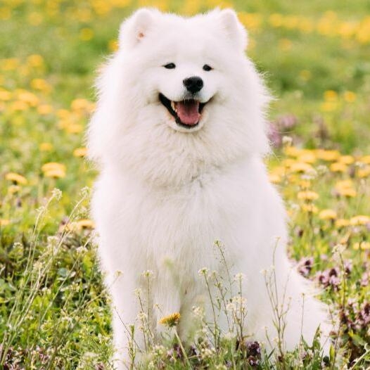 Samoyed dog hot sale large breeds