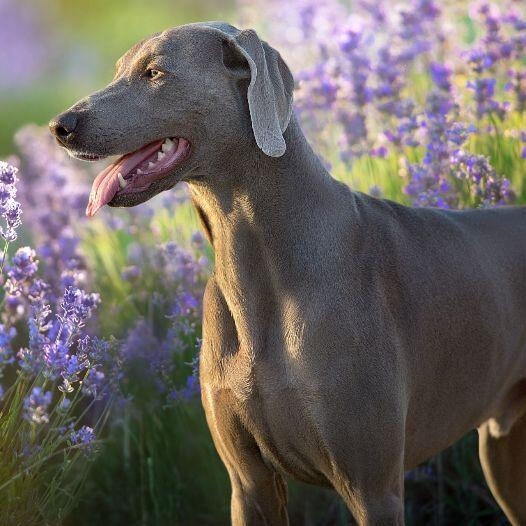 Tall grey sale dog breed