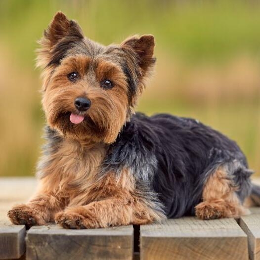 purina yorkie