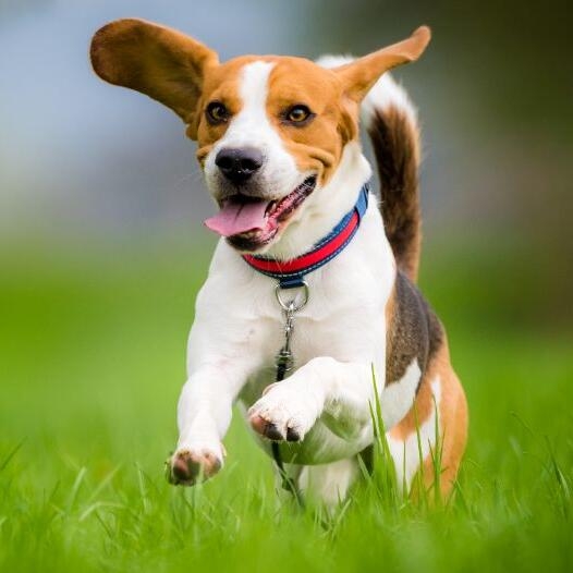 Happy beagle puppy fashion