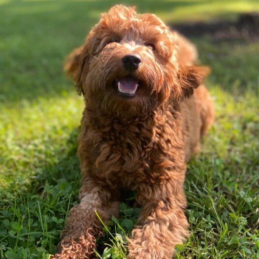 Red best sale haired goldendoodle