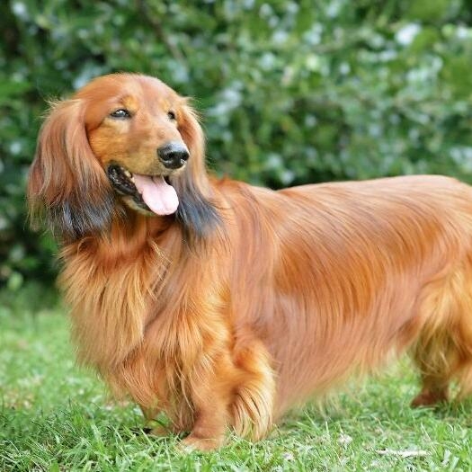 12 Dog Breeds With Long Noses: Dachshund, Greyhounds, and More