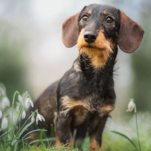 toy wire haired dachshund