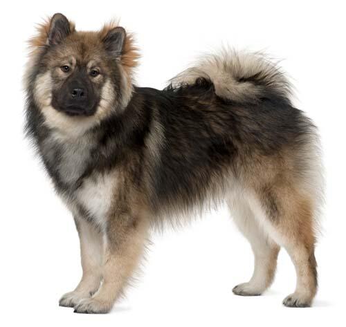 Eurasier