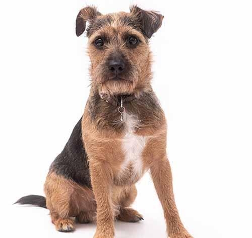 Patterdale Terrier