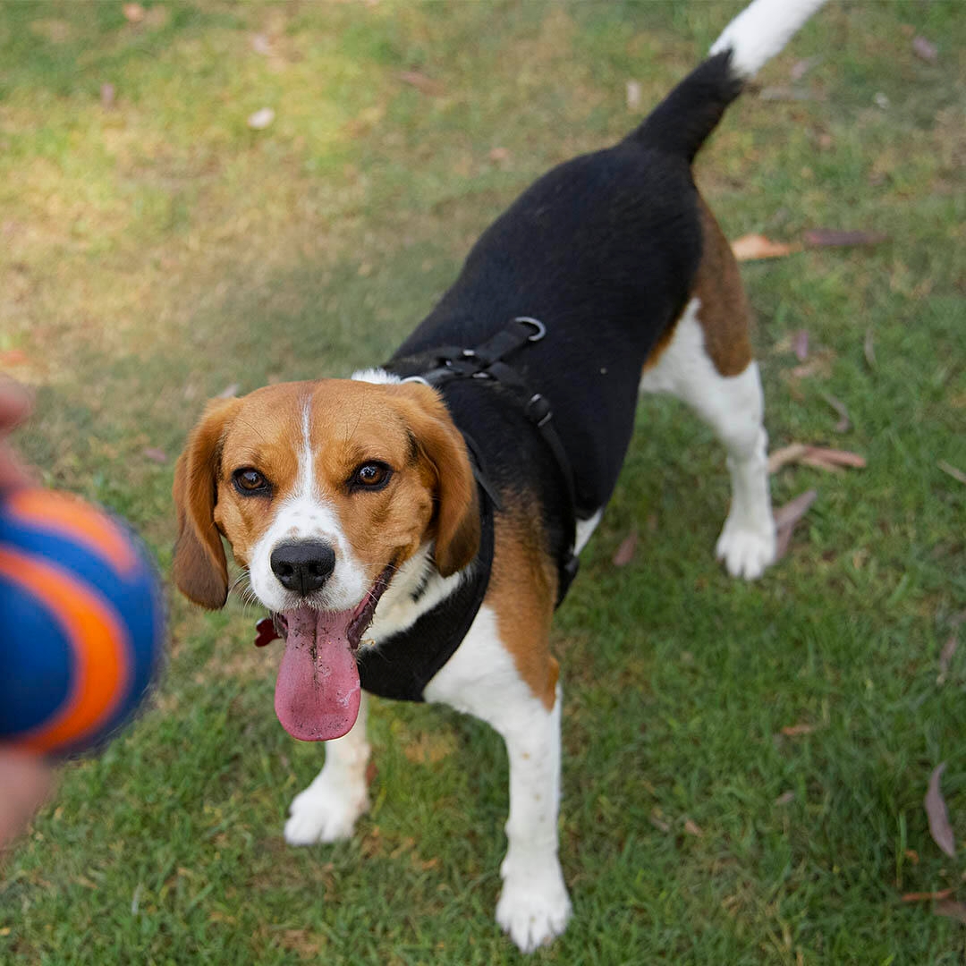 Beagle king store charles cavalier mix