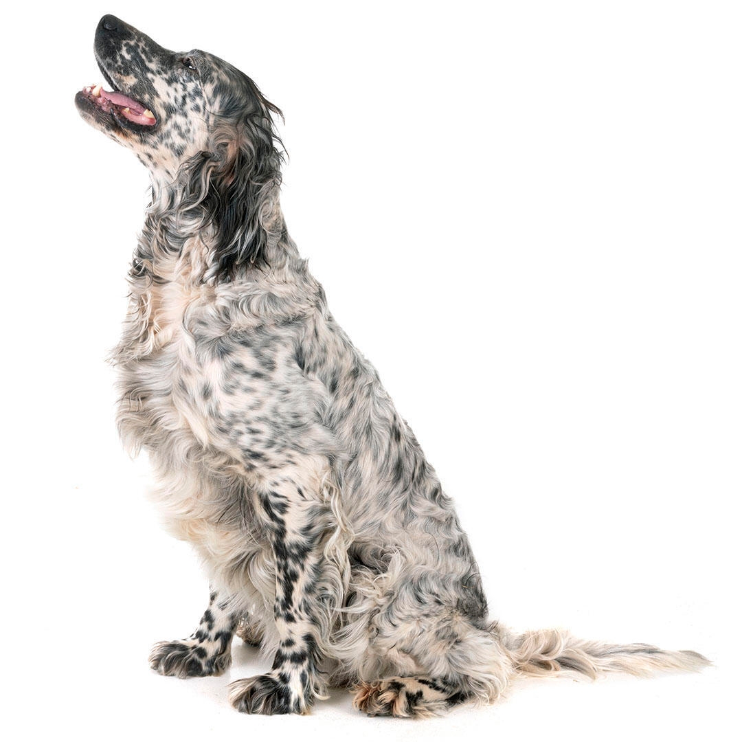 Lemon clearance english setter