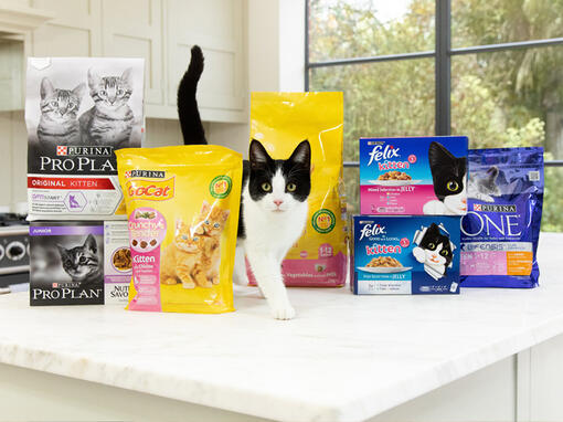 Kitten supplies sale uk