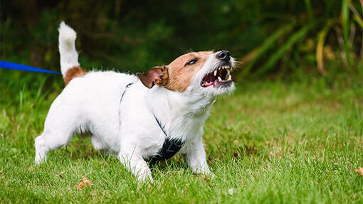 Puppy snarling best sale