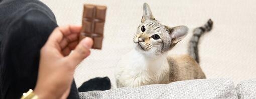 Can Cats Eat Chocolate All You Need to Know Purina