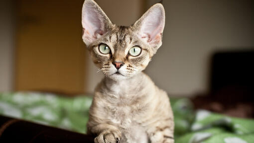 Kitten breeds store that stay small