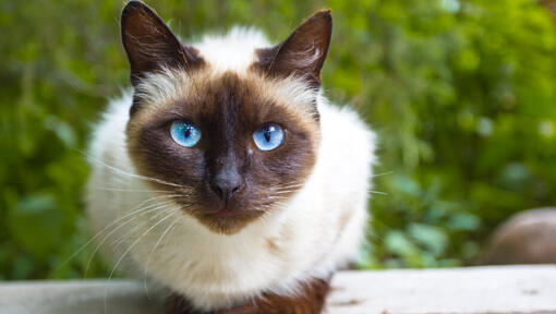 Teacup 2024 siamese cat