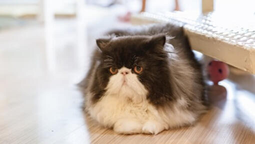 Black and white store fluffy cat breed