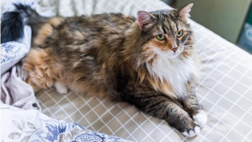 10 large cat breeds: All the basics about big house cats -   Resources