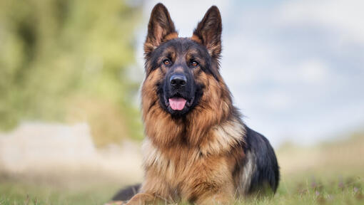 big black and brown dog breeds