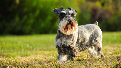 low shedding small dogs