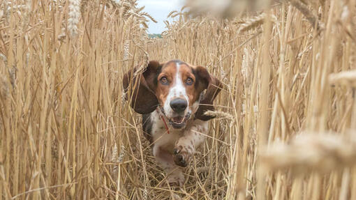 purina bonio dog biscuits