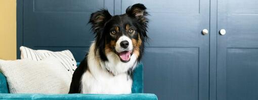 black and white dog